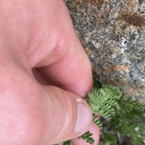 Oreomyrrhis eriopoda at Munyang, NSW - 22 Jan 2023