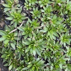 Plantago glacialis (Snow Star-Plantain) at Munyang, NSW - 22 Jan 2023 by NedJohnston