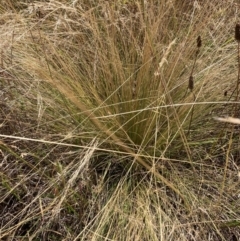 Nassella trichotoma at Watson, ACT - 23 Jan 2023 03:15 PM