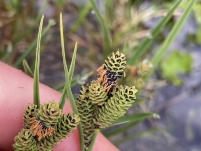 Carex hypandra (Alpine Fen-Sedge) at Kosciuszko, NSW - 21 Jan 2023 by NedJohnston