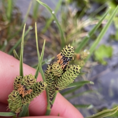 Carex hypandra (Alpine Fen-Sedge) at Kosciuszko, NSW - 21 Jan 2023 by NedJohnston