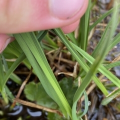 Carex hypandra at Kosciuszko, NSW - 22 Jan 2023