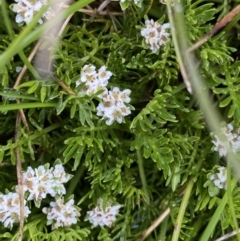 Oreomyrrhis pulvinifica (Cushion Carraway) at Kosciuszko, NSW - 22 Jan 2023 by NedJohnston