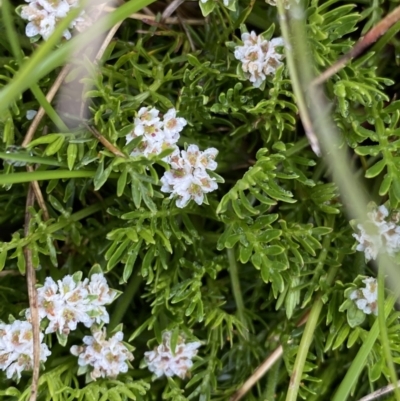 Oreomyrrhis pulvinifica (Cushion Carraway) at Kosciuszko, NSW - 22 Jan 2023 by NedJohnston