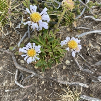 Unverified Daisy at Kosciuszko National Park, NSW - 22 Jan 2023 by NedJohnston
