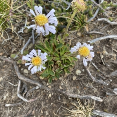 Unidentified Daisy at Kosciuszko National Park, NSW - 21 Jan 2023 by NedJohnston