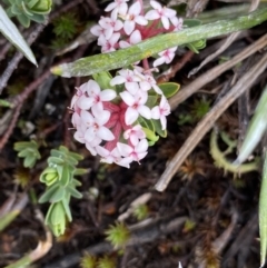 Pimelea alpina (Alpine Rice-flower) at Munyang, NSW - 22 Jan 2023 by NedJohnston
