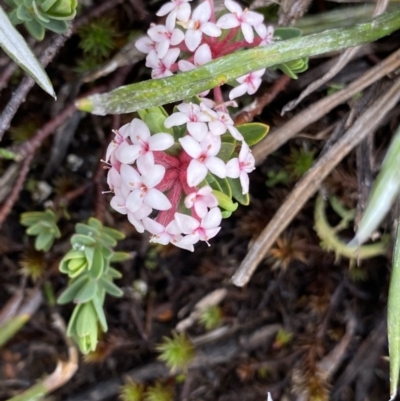 Pimelea alpina (Alpine Rice-flower) at Kosciuszko National Park - 21 Jan 2023 by Ned_Johnston