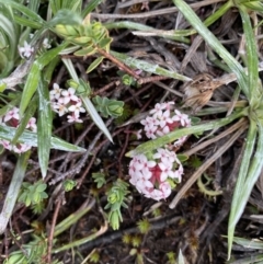 Pimelea alpina at Munyang, NSW - 22 Jan 2023