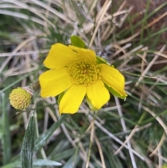 Ranunculus gunnianus (Gunn’s Alpine Buttercup) at Geehi, NSW - 22 Jan 2023 by NedJohnston