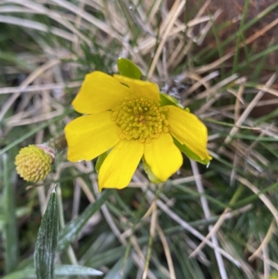 Ranunculus gunnianus (Gunn’s Alpine Buttercup) at Geehi, NSW - 21 Jan 2023 by Ned_Johnston