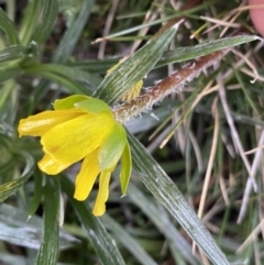 Ranunculus gunnianus at Geehi, NSW - 22 Jan 2023 07:36 AM