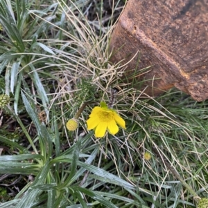 Ranunculus gunnianus at Geehi, NSW - 22 Jan 2023