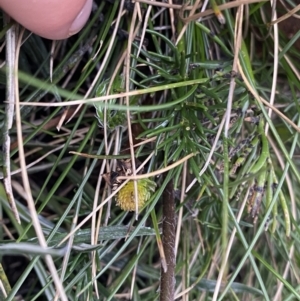 Ranunculus gunnianus at Geehi, NSW - 22 Jan 2023