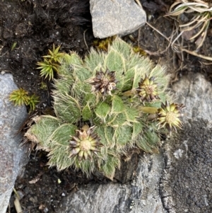 Ranunculus acrophilus at Geehi, NSW - 22 Jan 2023