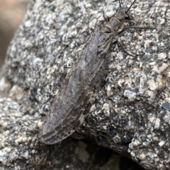 Archichauliodes sp. (genus) (Fishfly) at Wilsons Valley, NSW - 21 Jan 2023 by Ned_Johnston