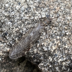 Archichauliodes sp. (genus) at Wilsons Valley, NSW - 21 Jan 2023