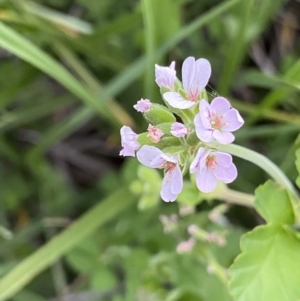 Pelargonium inodorum at Wilsons Valley, NSW - 21 Jan 2023