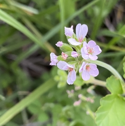 Pelargonium inodorum (Kopata) at Wilsons Valley, NSW - 21 Jan 2023 by Ned_Johnston