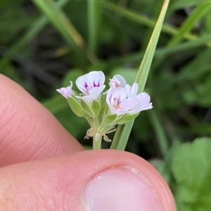 Pelargonium inodorum at Wilsons Valley, NSW - 21 Jan 2023