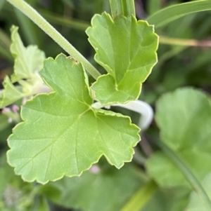 Pelargonium inodorum at Wilsons Valley, NSW - 21 Jan 2023