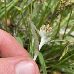 Euchiton limosus at suppressed - 21 Jan 2023