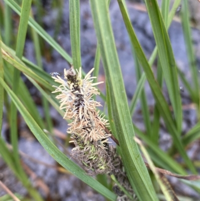 Carex gaudichaudiana (Fen Sedge) at Wilsons Valley, NSW - 21 Jan 2023 by NedJohnston