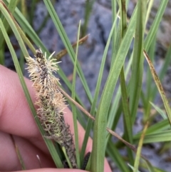 Carex gaudichaudiana at Wilsons Valley, NSW - 21 Jan 2023