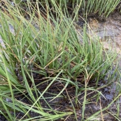 Carex gaudichaudiana at Wilsons Valley, NSW - 21 Jan 2023