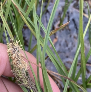 Carex gaudichaudiana at Wilsons Valley, NSW - 21 Jan 2023