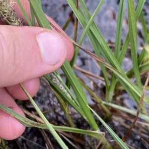 Carex gaudichaudiana at Wilsons Valley, NSW - 21 Jan 2023