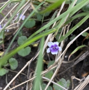 Viola hederacea at Wilsons Valley, NSW - 21 Jan 2023