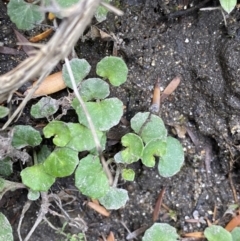 Viola hederacea at Wilsons Valley, NSW - 21 Jan 2023 02:08 PM