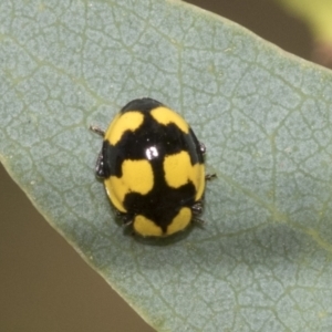 Illeis galbula at Higgins, ACT - 12 Jan 2023 03:33 PM