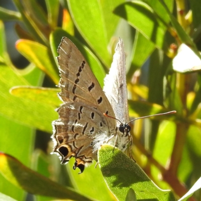 Jalmenus ictinus (Stencilled Hairstreak) at ANBG - 23 Jan 2023 by HelenCross