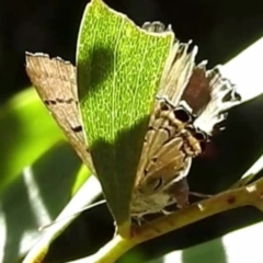 Jalmenus ictinus at Acton, ACT - 23 Jan 2023