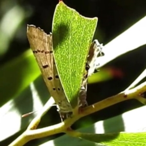 Jalmenus ictinus at Acton, ACT - 23 Jan 2023