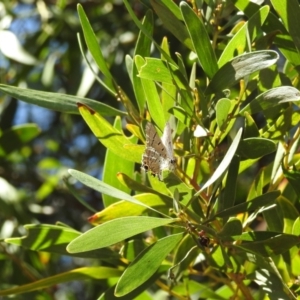 Jalmenus ictinus at Acton, ACT - 23 Jan 2023