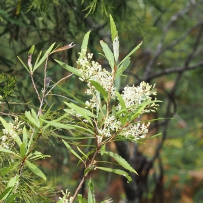 Lomatia myricoides (River Lomatia) at Namadgi National Park - 21 Jan 2023 by RAllen