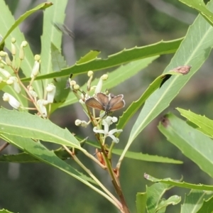 Neolucia agricola at Cotter River, ACT - 21 Jan 2023