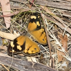 Heteronympha merope at Scullin, ACT - 12 Jan 2023