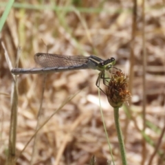 Ischnura heterosticta (Common Bluetail Damselfly) at Isabella Pond - 23 Jan 2023 by RodDeb