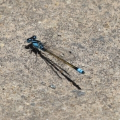 Ischnura heterosticta (Common Bluetail Damselfly) at Tuggeranong Creek to Monash Grassland - 23 Jan 2023 by RodDeb