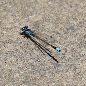 Ischnura heterosticta at Monash, ACT - 23 Jan 2023 12:52 PM