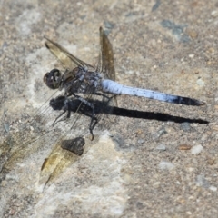 Orthetrum caledonicum (Blue Skimmer) at Monash, ACT - 23 Jan 2023 by RodDeb