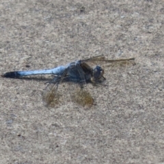 Orthetrum caledonicum at Monash, ACT - 23 Jan 2023