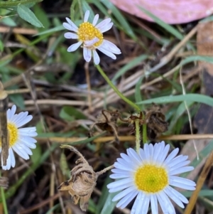 Erigeron karvinskianus at Jerrabomberra, NSW - 23 Jan 2023