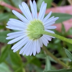 Erigeron karvinskianus at Jerrabomberra, NSW - 23 Jan 2023