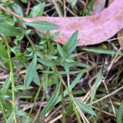 Erigeron karvinskianus at Jerrabomberra, NSW - 23 Jan 2023