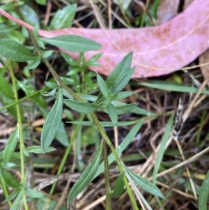 Erigeron karvinskianus at Jerrabomberra, NSW - 23 Jan 2023